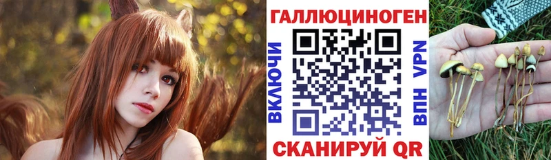 где найти наркотики  блэк спрут tor  Псилоцибиновые грибы Cubensis  Заинск 